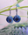 Blueberry Earrings